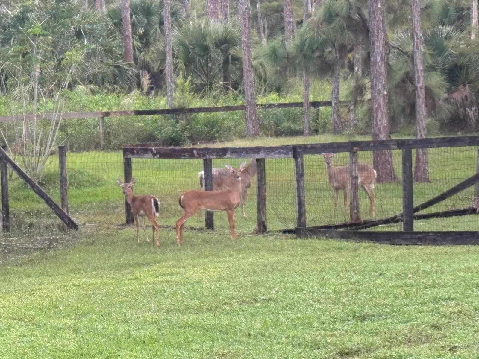 5637 COUGARS PROWL, Wellington FL 33449 - Wellington, FL - Photo 1